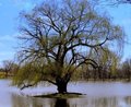 Pond Tree