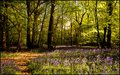 Bluebell Woods