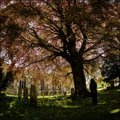 The Wishing Tree