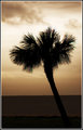  Lakeside Palm 