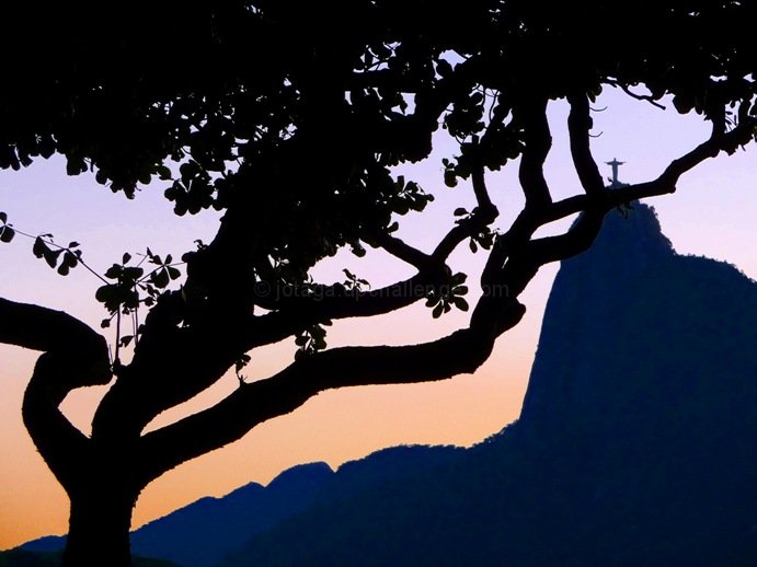 The Redeemer Tree