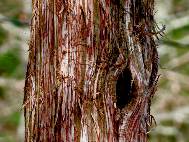 Swamp Cedar