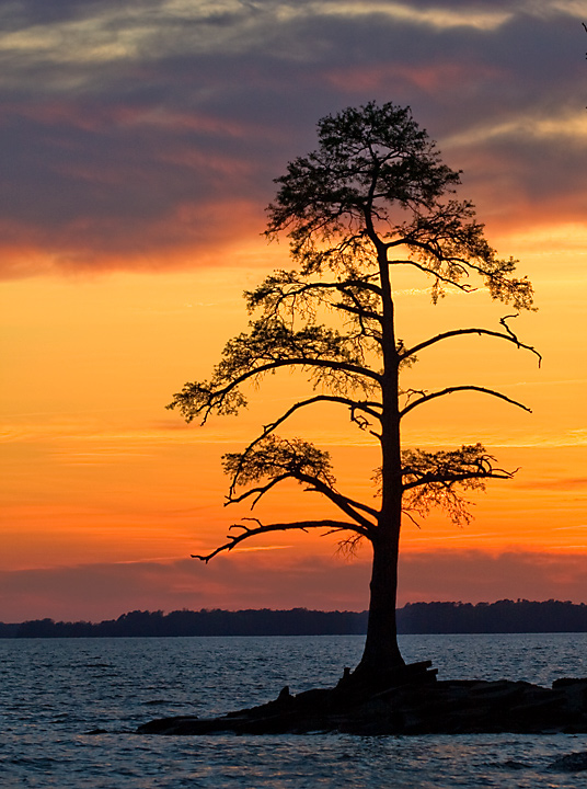 And yet another tree