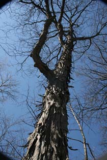 feather tree