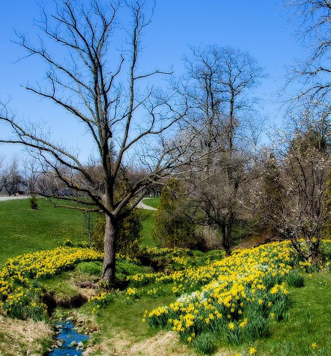 Spring Flowers