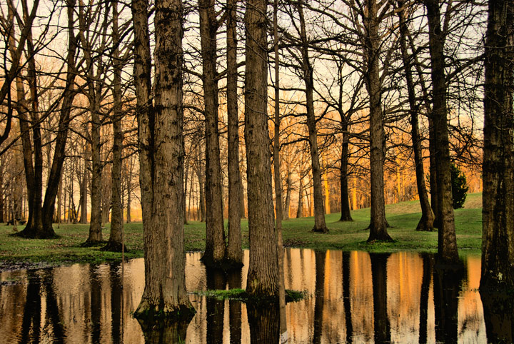 Tree Reflections 