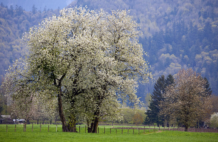 Spring Blossoms