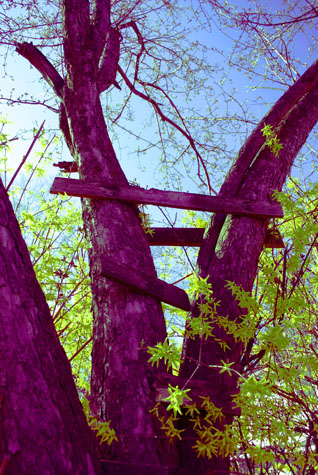 Tree House