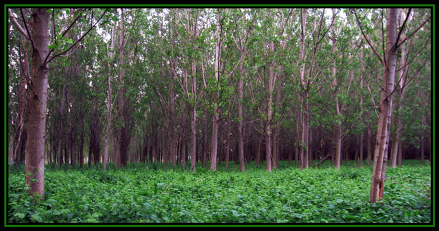 Lost in the woods