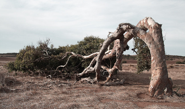 Wind Blown Tree (The Leaning Tree)