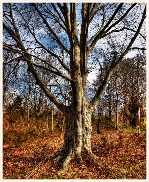 Copper Beech, Early Spring