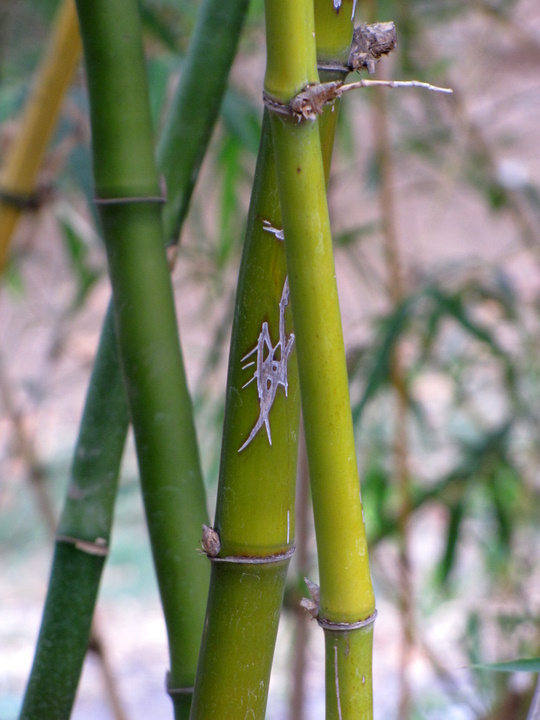 Bamboo