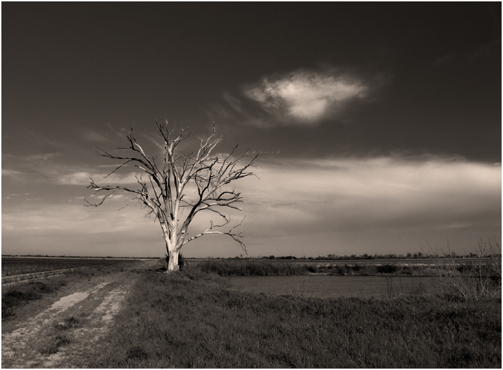 Tree in Sepia