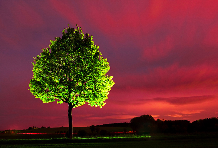 Night Tree