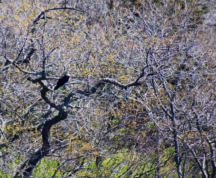 Waiting in the Trees