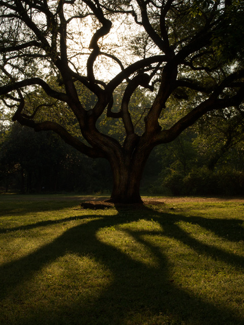 Live Oak (Columbia, SC)