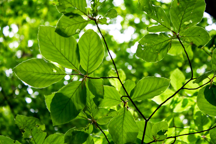 spring leaves