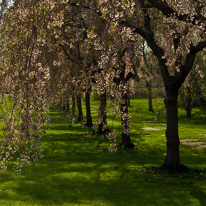 Blossom Canopy