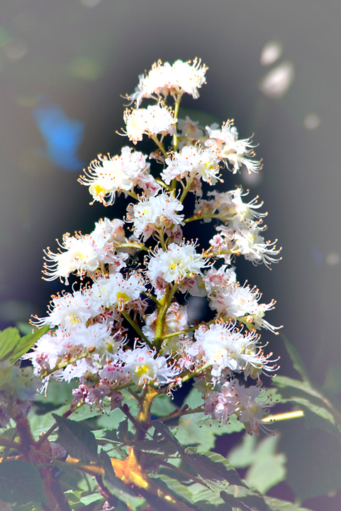 Flower tree of a horse-chestnut tree