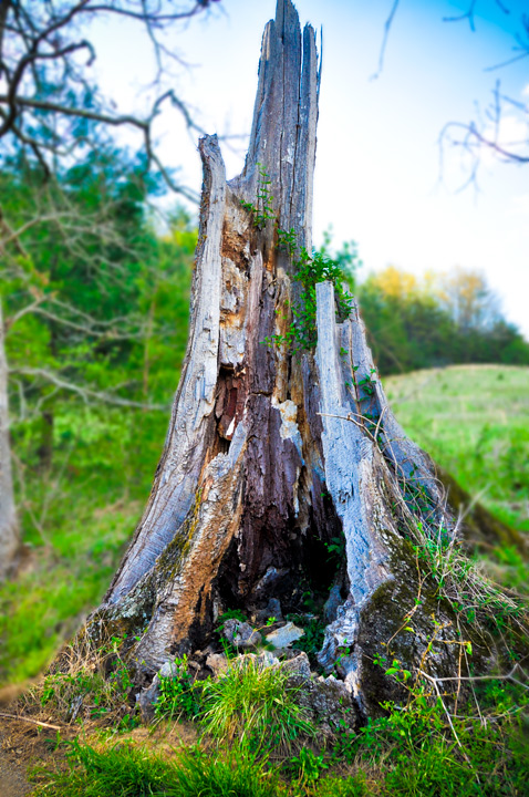 Old Man Tree