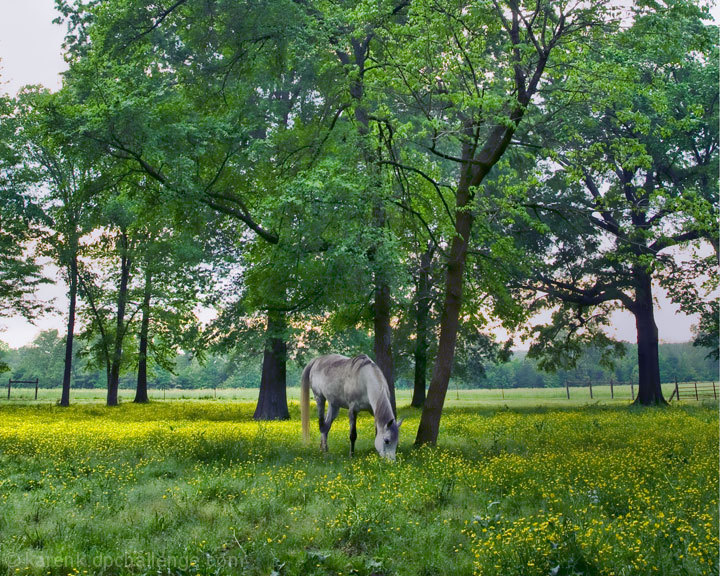 Spring Pasture