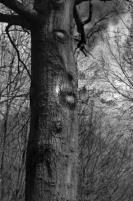 Shadow's of Trees