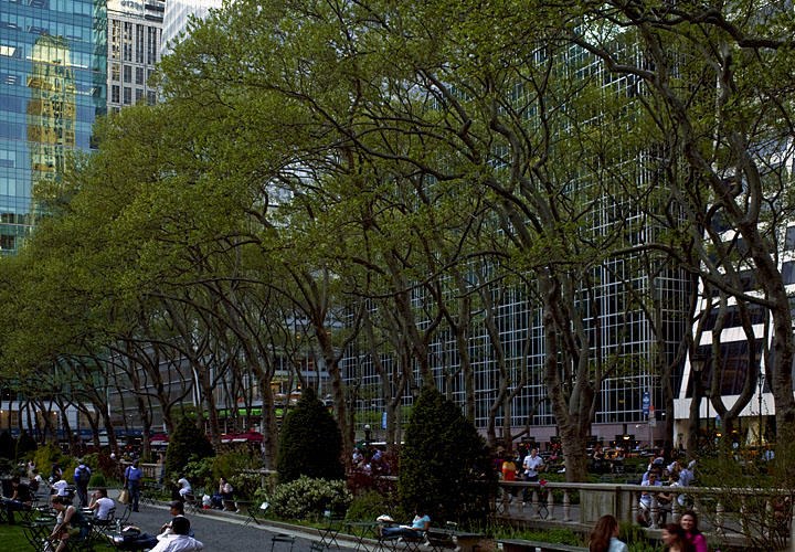 Tree Lined Promenade