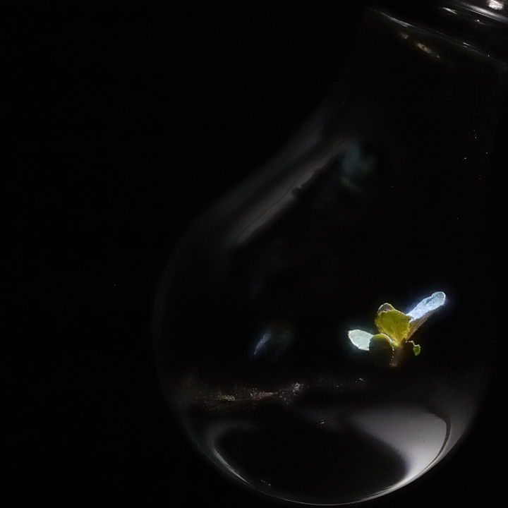 Outgrowing Incandescent