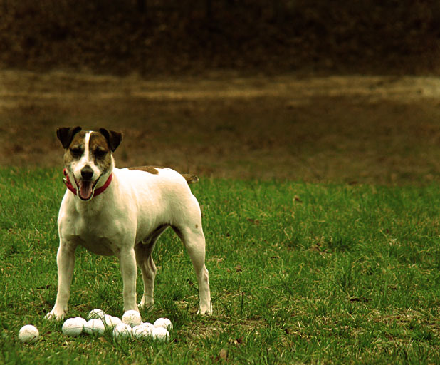 Fetchin' on the Green