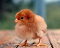 Cheep.