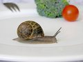 Honey, I am not a chef, however I think that you should cook the snails before we eat them...