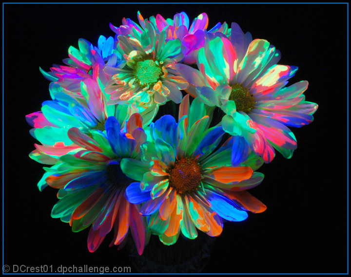 Blacklight hand painted daisies