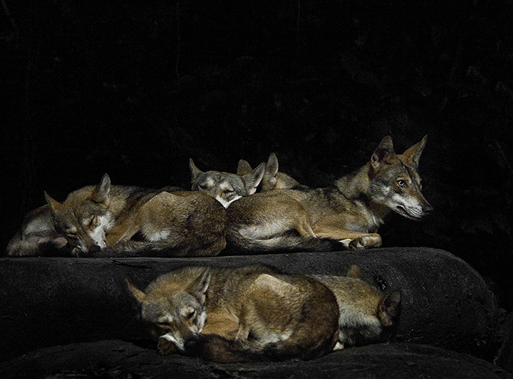 Night shot  - Indian Wolves (Canis indica shot at ISO12,800) 