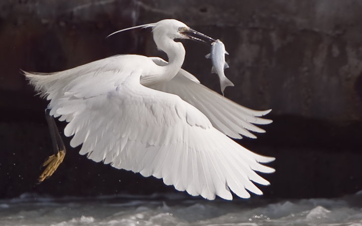 Little Egret