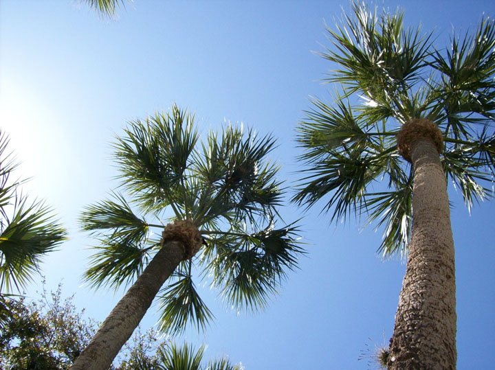 Two Palms in the Beautiful Sunlight