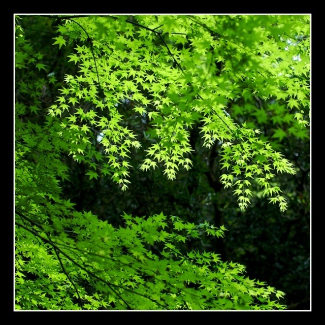 Japanese maple