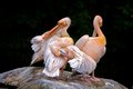 Pink Pelicans