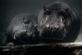 Finding Your Happy Hippo Place