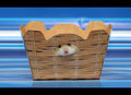 Basket Case