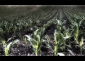 Cornlines