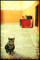 Tourn&eacute;e du Chat
