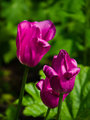 Spring Tulips