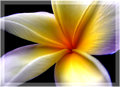 Pinwheel