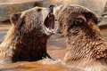 Arguing  bears