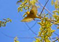Flying Yellow Warbler