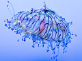 Jellyfish-Wonders of our Oceans