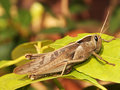 Grass hopper