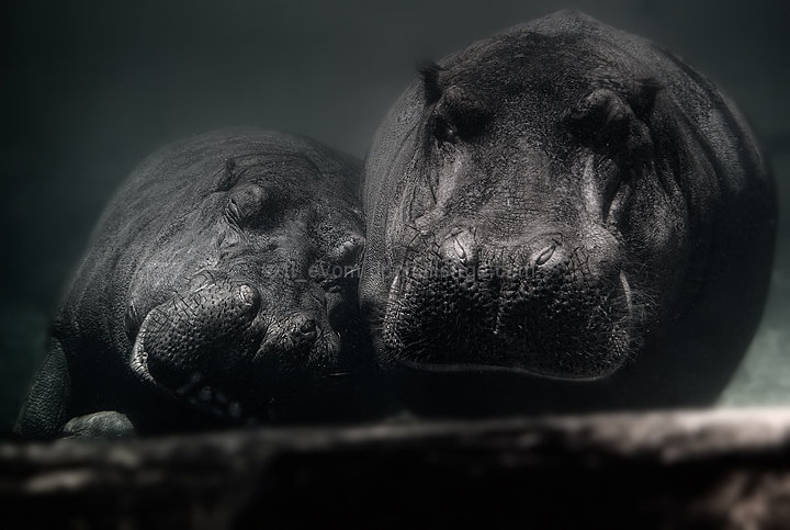 Finding Your Happy Hippo Place