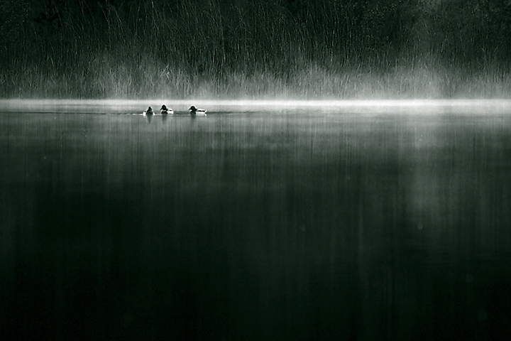 Ducks in the mist
