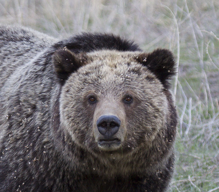 Hungry After Hibernation